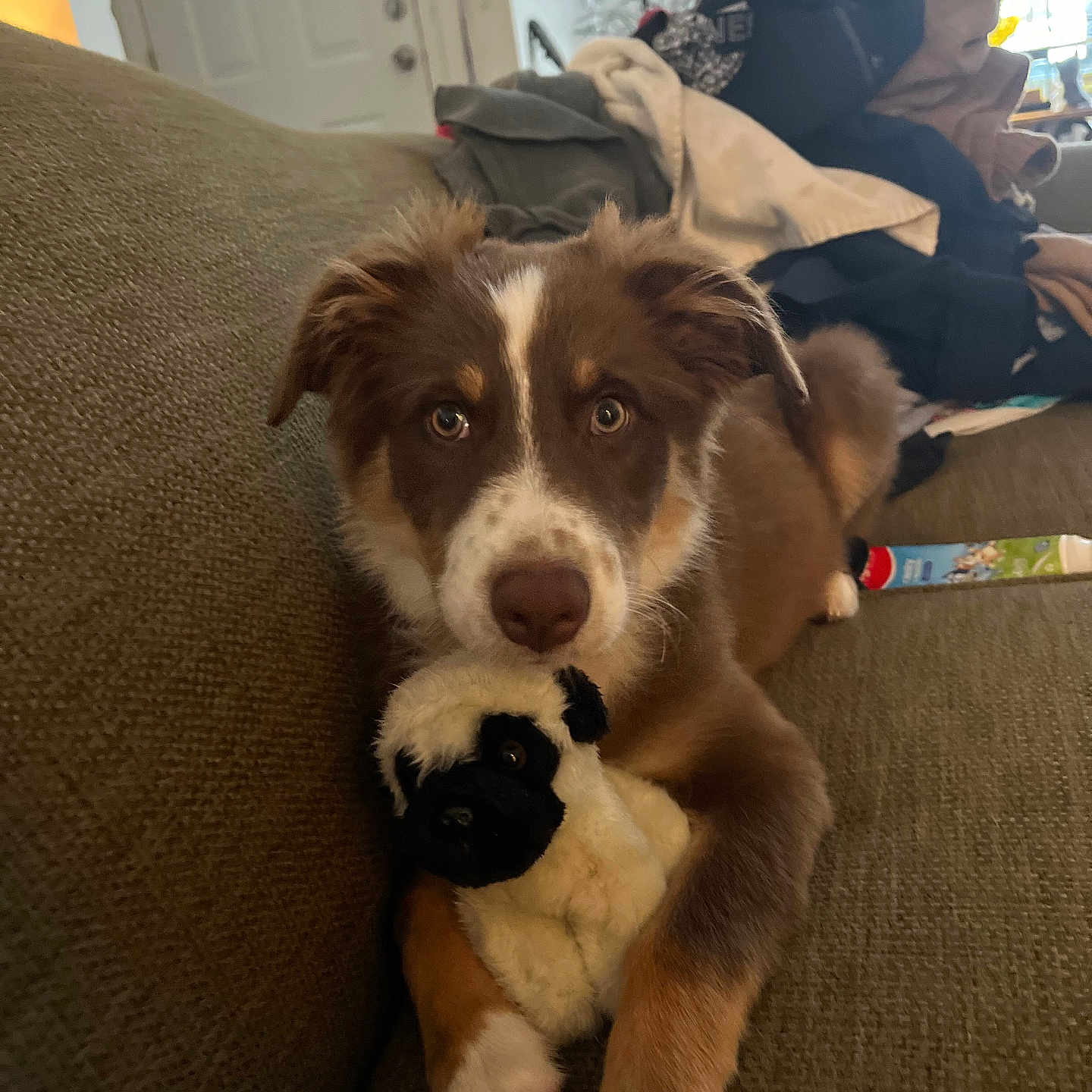 Daisy is registered to the contest to win money with this photo: blanket, brown, couch, cozy, dog, ears, eyes, face, fur, home, indoor, living_room, nose, paw, pet, puppy, relaxed, stuffed_animal, toy, white
