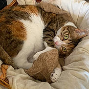 Lili participe au concours pour gagner de l'argent avec cette photo : animal, basket, bed, blanket, calico_cat, cat, comfort, cozy, cute, feline, fur, green_eyes, indoor, looking, paw, pet, relaxed, resting, soft, texture