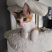 Lili participe au concours pour gagner de l'argent avec cette photo : kitten, cat, pet, indoor, cat_tree, curious, feline, fluffy, white, orange, tabby, young, cute, animal, paw, resting, soft, home, cozy, looking