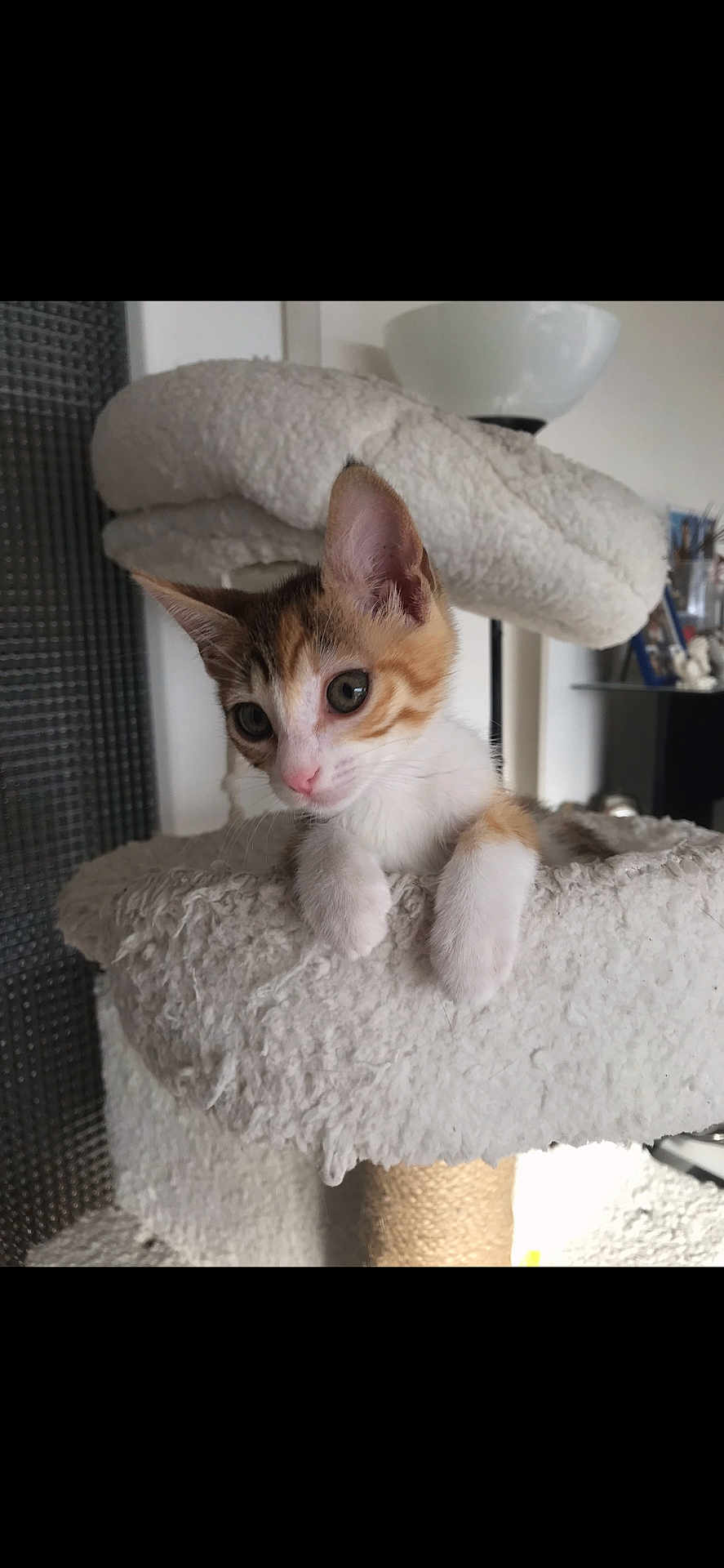 Lili participe au concours pour gagner de l'argent avec cette photo : kitten, cat, pet, indoor, cat_tree, curious, feline, fluffy, white, orange, tabby, young, cute, animal, paw, resting, soft, home, cozy, looking
