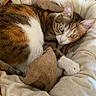 Lili participe au concours pour gagner de l'argent avec cette photo : animal, bed, blanket, calico, cat, cozy, cushion, cute, feline, fur, green_eyes, indoor, paw, pet, relaxed, resting, sleepy, soft, toy, whiskers