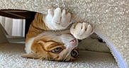 Lili participe au concours pour gagner de l'argent avec cette photo : animal, cat, close_up, cozy, curled_fabric, curled_up, cute, feline, fur, gripping, indoor, orange_cat, pet, pink_nose, playful, resting, soft_light, texture, whiskers, white_paws
