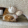 cat, orange_cat, white_paws, close_up, curled_fabric, texture, indoor, pet, playful, gripping, cozy, feline, whiskers, pink_nose, soft_light, curled_up, animal, cute, fur, resting