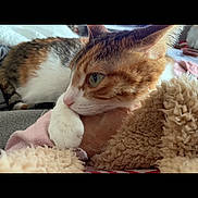 Lili a rejoint le concours — aidez-le/la à gagner de superbes lots ! animal, blanket, calico, cat, close_up, comfort, cozy, cute, domestic, feline, fur, indoor, paw, pet, relaxed, resting, sleepy, soft, tabby, whiskers