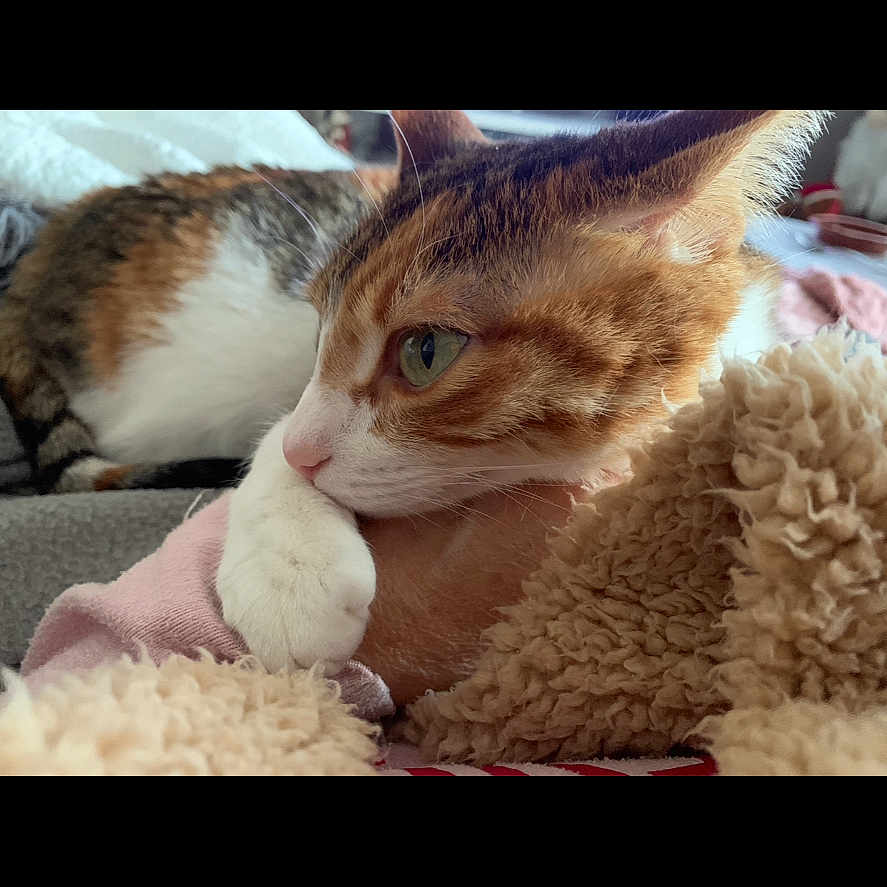 Lili