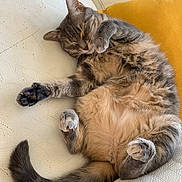 Câline participe au concours pour gagner de l'argent avec cette photo : cat, tabby, sleeping, couch, white_leather, yellow_pillow, pet, feline, fur, whiskers, relaxing, cute, domestic_animal, indoor, paw, tail, cozy, resting, animal, nap