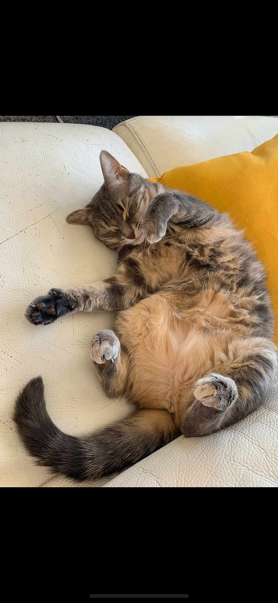Câline participe au concours pour gagner de l'argent avec cette photo : cat, tabby, sleeping, couch, white_leather, yellow_pillow, pet, feline, fur, whiskers, relaxing, cute, domestic_animal, indoor, paw, tail, cozy, resting, animal, nap