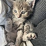 animal, black_and_white, cat, closeup, cozy, cute, fabric, feline, fur, indoor, kitten, pet, relaxed, resting, small, soft, tabby, texture, whiskers, young