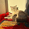 cat, animal, pet, sunlight, indoor, wall, shadow, rug, colorful, relaxed, feline, fur, cozy, resting, daylight, home, quiet, light, comfort, domestic