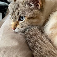 Bianca a rejoint le concours — aidez-le/la à gagner de superbes lots ! animal, beige, blue_eyes, calm, cat, close_up, cozy, cute, domestic_cat, feline, fur, indoor, pet, portrait, relaxed, resting, sleepy, soft, tail, whiskers