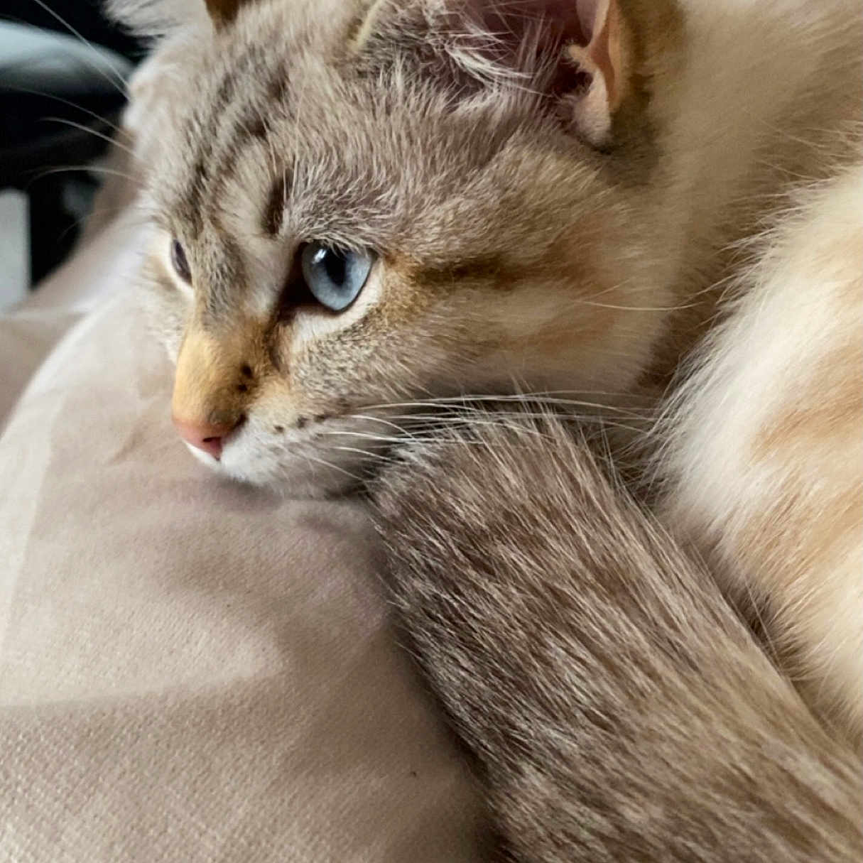 Bianca a rejoint le concours — aidez-le/la à gagner de superbes lots ! animal, beige, blue_eyes, calm, cat, close_up, cozy, cute, domestic_cat, feline, fur, indoor, pet, portrait, relaxed, resting, sleepy, soft, tail, whiskers