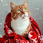 Patrick a rejoint le concours — aidez-le/la à gagner de superbes lots ! cat, ginger_cat, white_fur, green_eyes, red_blanket, snowflake_pattern, snow, winter, cozy, indoor, pet, feline, whiskers, curious, wrapped, warm, soft_texture, close_up, portrait, holiday