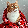 cat, close_up, cozy, curious, feline, ginger_cat, green_eyes, holiday, indoor, pet, portrait, red_blanket, snow, snowflake_pattern, soft_texture, warm, whiskers, white_fur, winter, wrapped