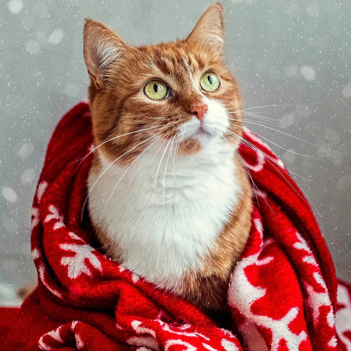 Patrick a rejoint le concours — aidez-le/la à gagner de superbes lots ! cat, close_up, cozy, curious, feline, ginger_cat, green_eyes, holiday, indoor, pet, portrait, red_blanket, snow, snowflake_pattern, soft_texture, warm, whiskers, white_fur, winter, wrapped
