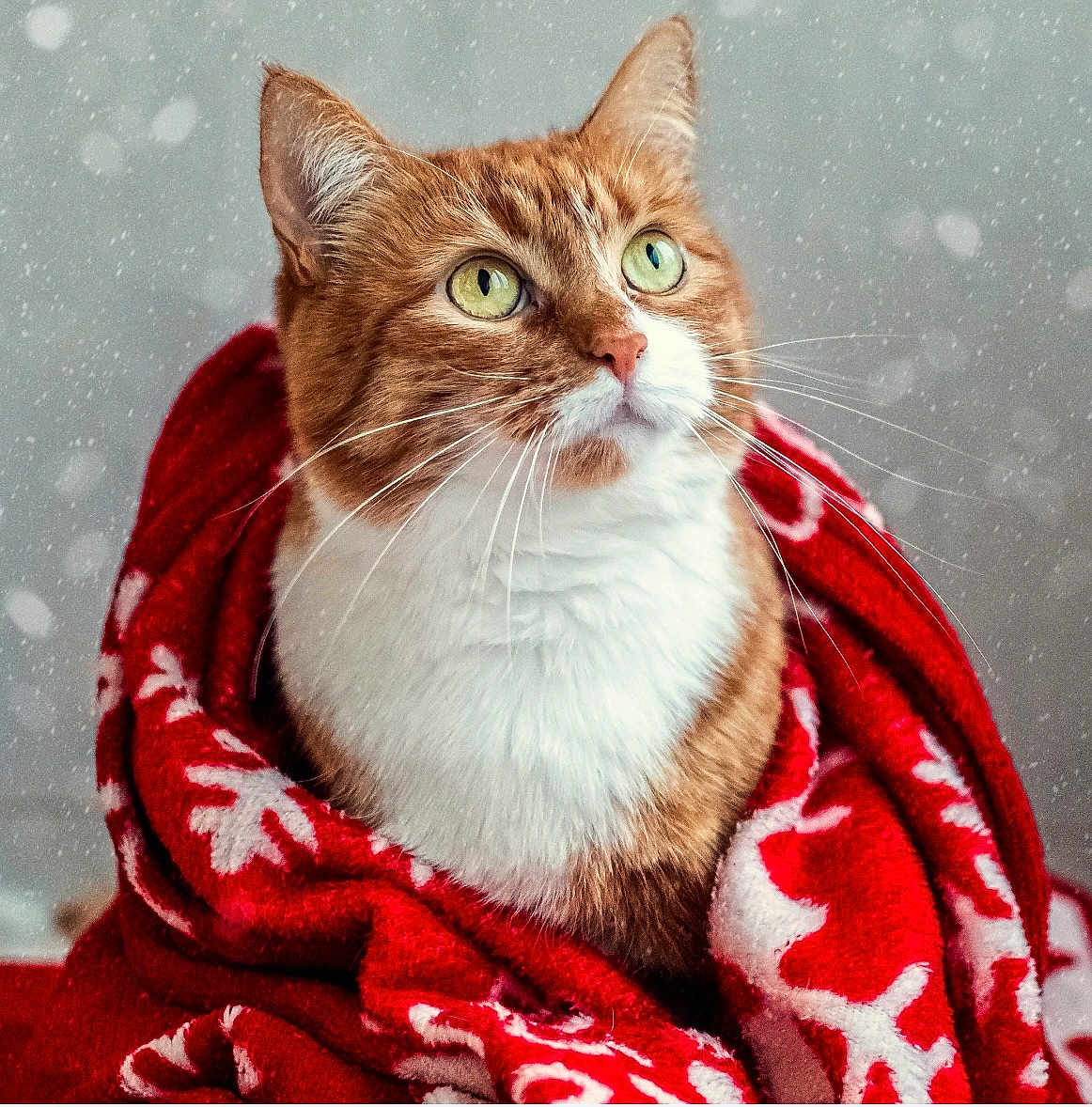 Patrick a rejoint le concours — aidez-le/la à gagner de superbes lots ! cat, ginger_cat, white_fur, green_eyes, red_blanket, snowflake_pattern, snow, winter, cozy, indoor, pet, feline, whiskers, curious, wrapped, warm, soft_texture, close_up, portrait, holiday