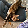 cats, two_cats, tabby_cat, black_and_white_cat, pets, felines, animal, indoor, chair, upside_down, stretching, relaxed, sleepy, fur, whiskers, eyes, sunlight, window_blinds, terrazzo_floor, floral_blanket