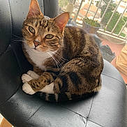 Oubéa participe au concours pour gagner de l'argent avec cette photo : cat, tabby, pet, animal, feline, brown_fur, striped_fur, white_paws, green_eyes, whiskers, ears, sitting, curled_up, indoors, office_chair, leather, window, city_view, portrait, cute