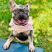 Roxxy is registered to the contest to win money with this photo: dog, french_bulldog, pink_jacket, tongue_out, happy, pet, animal, outdoor, grass, greenery, close_up, cute, playful, canine, mammal, fur, ears, paws, smiling, nature