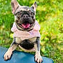 dog, french_bulldog, pink_jacket, tongue_out, happy, pet, animal, outdoor, grass, greenery, close_up, cute, playful, canine, mammal, fur, ears, paws, smiling, nature