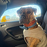 Archie joined the competition — help win amazing prizes! animal, brindle, brown, canine, car_interior, collar, dog, domestic_animal, ears, fur, looking, passenger_seat, pet, resting, seat, side_mirror, snout, sunlight, sweater, window