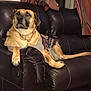 Brody is registered to the contest to win money with this photo: bullmastiff, carnivoran, dog, dog_breed, dog_breed_group, dog_like_mammal, fur, puppy, snout