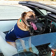 Brody joined the competition — help win amazing prizes! car, dog, dog_breed, dog_like_mammal, fun, motor_vehicle, snout, vehicle, vehicle_door