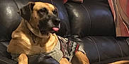 Brody joined the competition — help win amazing prizes! bullmastiff, carnivoran, dog, dog_breed, dog_like_mammal, pug, snout