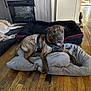 Tigger joined the competition — help win amazing prizes! dog, pet, indoor, wooden_floor, dog_bed, resting, lying_down, brown_dog, tan_dog, fur, happy, tongue_out, harness, cozy, fireplace, home_interior, relaxed, flooring, animal, sleeping