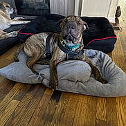 Tigger is registered to the contest to win money with this photo: dog, living_room, floor, dog_bed, blanket, wood_floor, fireplace, pet, canine, collar, brown_dog, black_dog_bed, resting, indoor, fur, wooden_floor, relaxed, house, comfort, animal