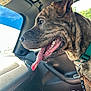 Tigger is registered to the contest to win money with this photo: dog, brindle, tongue_out, car_interior, dog_collar, seat, window, daylight, pet, animal, happy, canine, leash, close_up, side_view, mouth_open, ears, fur, vehicle, sunlight