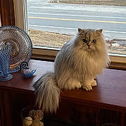 Sophia Mia is registered to the contest to win money with this photo: animal, bird_figurine, cat, curious, daylight, decor, feline, fluffy, glass_goblet, glass_plate, house, indoor, long_hair, ornament, pet, sitting, tabletop, tail, window, wooden_surface