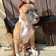 Ashka participe au concours pour gagner de l'argent avec cette photo : animal, background, brown, closeup, concrete, curious, dog, ears, gray, nose, outdoor, paw, pet, puppy, sitting, sunlight, texture, white, wooden_door, young