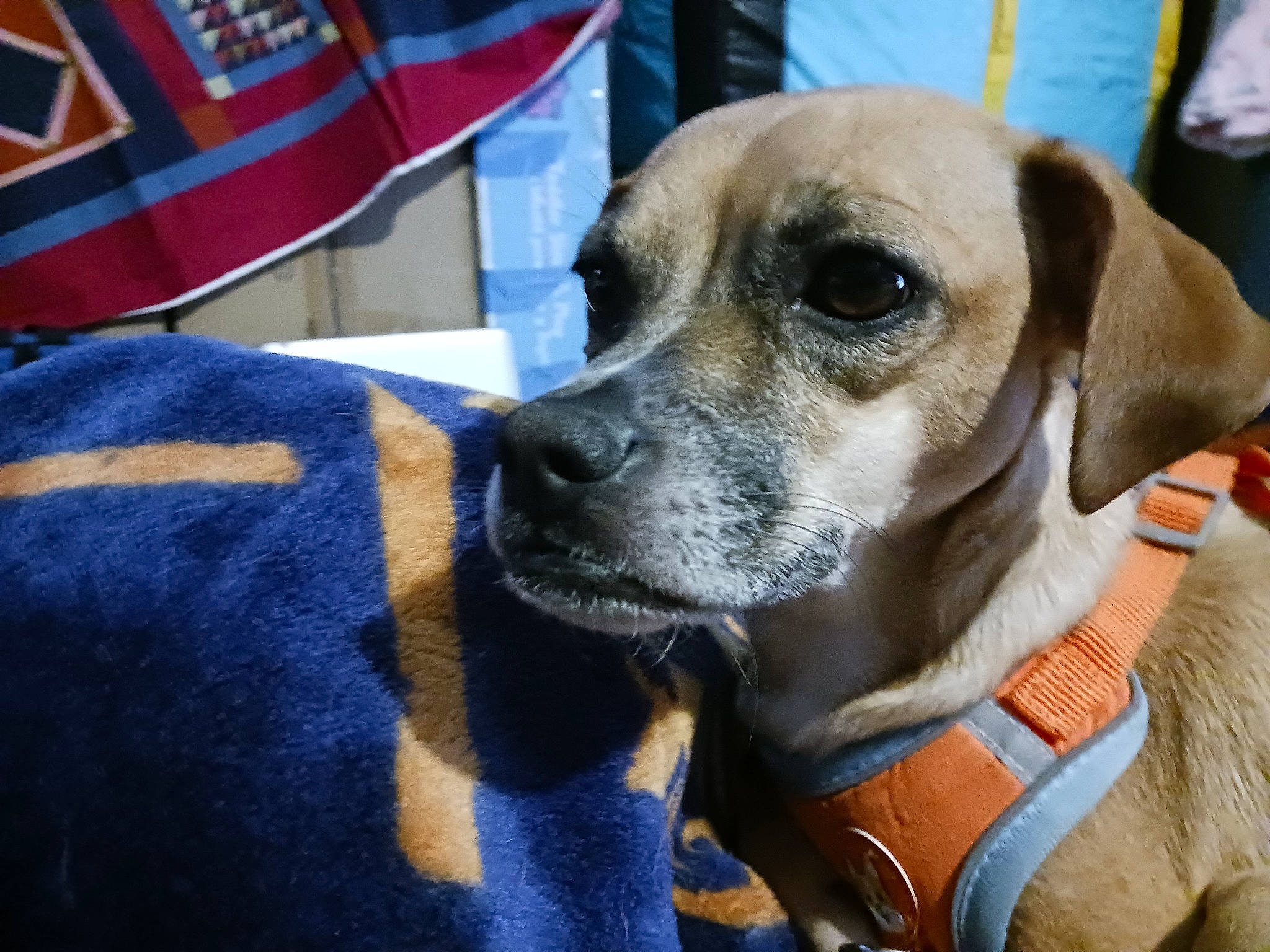 Bambina is registered to the contest to win money with this photo: canidae, carnivore, collar, companion_dog, dog, dog_breed, dog_clothes, dog_collar, dog_supply, electric_blue, fawn, fur, leash, personal_protective_equipment, pet_supply, snout, sporting_group, sunglasses, whiskers, working_animal