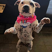 Athéna participe au concours pour gagner de l'argent avec cette photo : dog, birthday_hat, bandana, indoor, standing, spotted, pet, celebration, animal, floor, tile, couch, table, cute, festive, ears, eyes, nose, paw, party