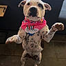 dog, birthday_hat, bandana, indoor, standing, spotted, pet, celebration, animal, floor, tile, couch, table, cute, festive, ears, eyes, nose, paw, party