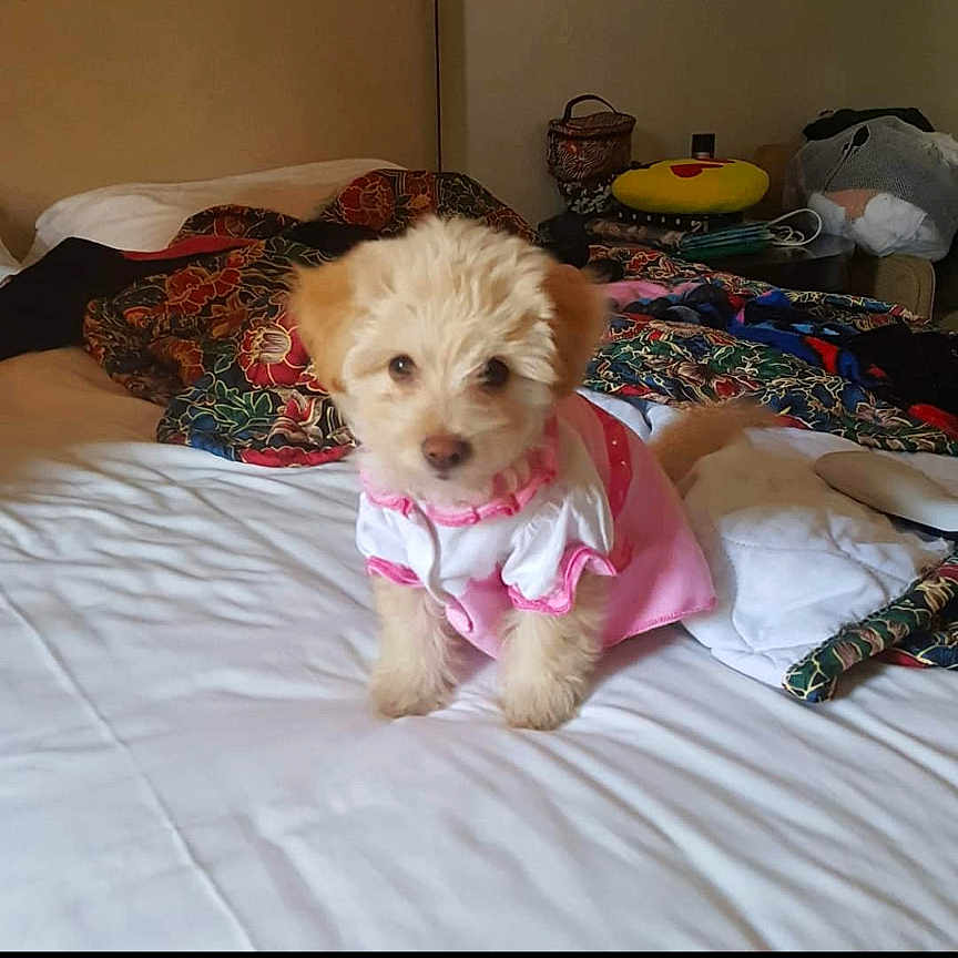 Peppapig joined the competition — help win amazing prizes! animal, bed, bedroom, canine, cushion, dog, face, furniture, head, homedecor, indoors, interiordesign, person, pet, photography, poodle, portrait, puppy, quilt, room