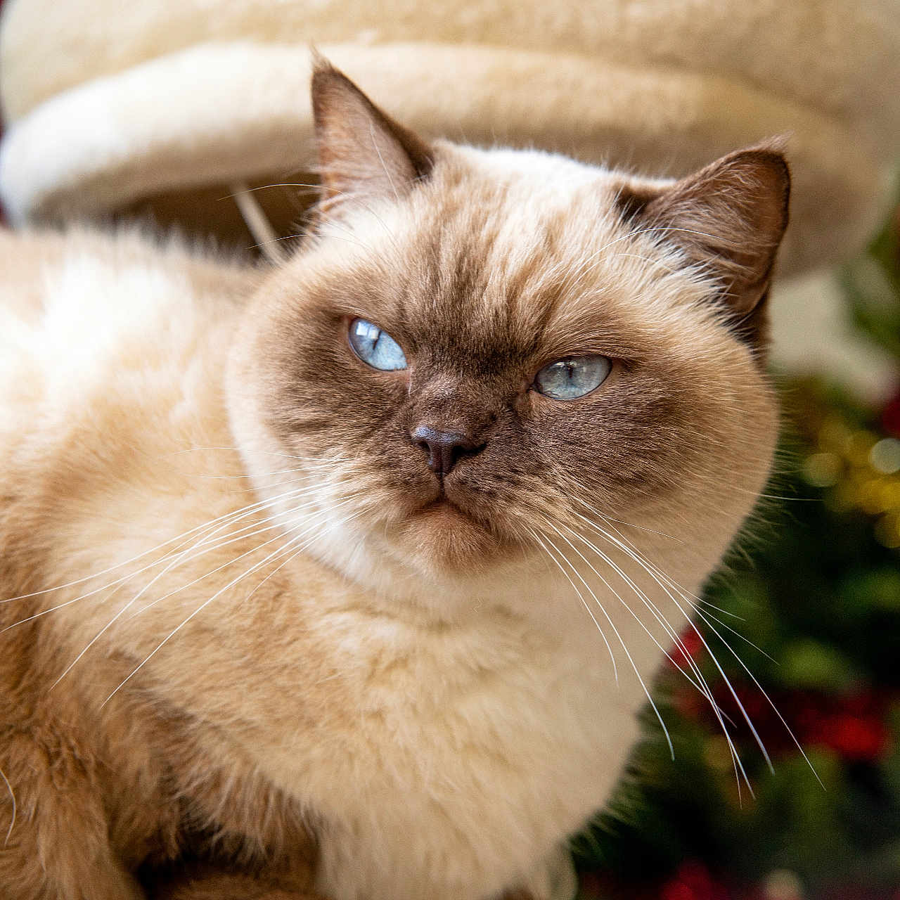 Nougat participe au concours pour gagner de l'argent avec cette photo : animal, background_blur, blue_eyes, brown_paws, cat, cat_bed, close_up, cozy, cream_color, domestic_cat, feline, fluffy, holiday_decorations, indoor, pet, portrait, relaxed, sitting, soft_texture, whiskers