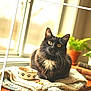 Brother is registered to the contest to win money with this photo: black_cat, books, cat, cat_bowl, colorful_treats, cozy, fur, indoor, knitted_blanket, natural_light, paw_prints, pet, potted_plant, relaxed, sunlight, table, whiskers, white_fur, window, yellow_eyes