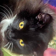 Brother joined the competition — help win amazing prizes! animal, black_cat, blurred, cat, close_up, closeup, curious, cute, domestic_animal, eye_contact, face, feline, fur, indoor, pet, portrait, soft_focus, whisker, whiskers, yellow_eyes