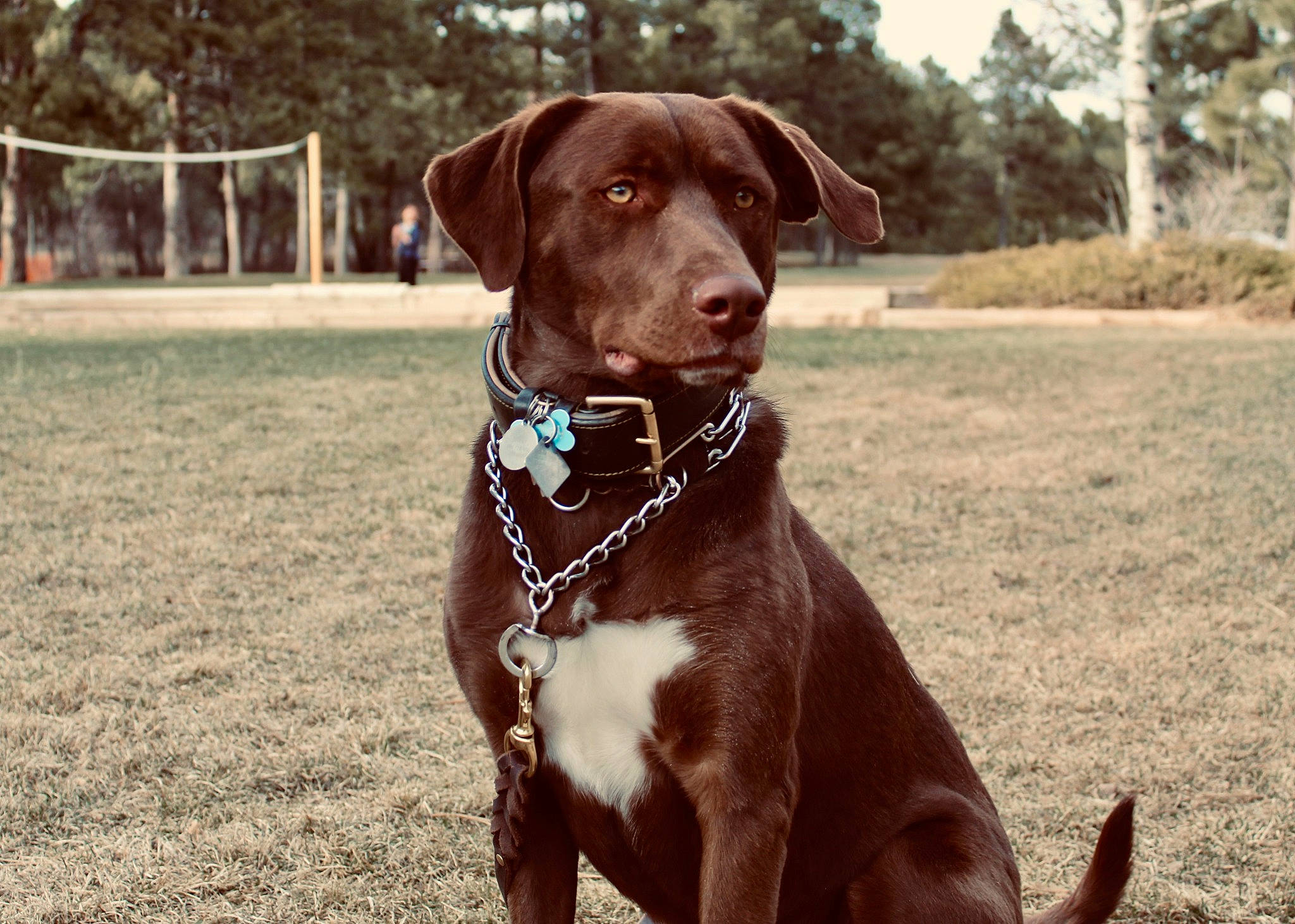 Bailey is registered to the contest to win money with this photo: adventure, beagador, canidae, carnivore, chesapeake_bay_retriever, companion_dog, dog, dog_breed, dog_collar, fawn, hunting_dog, labrador_retriever, liver, mammal, pointing_breed, puppy, retriever, snout, sporting_group, vertebrate