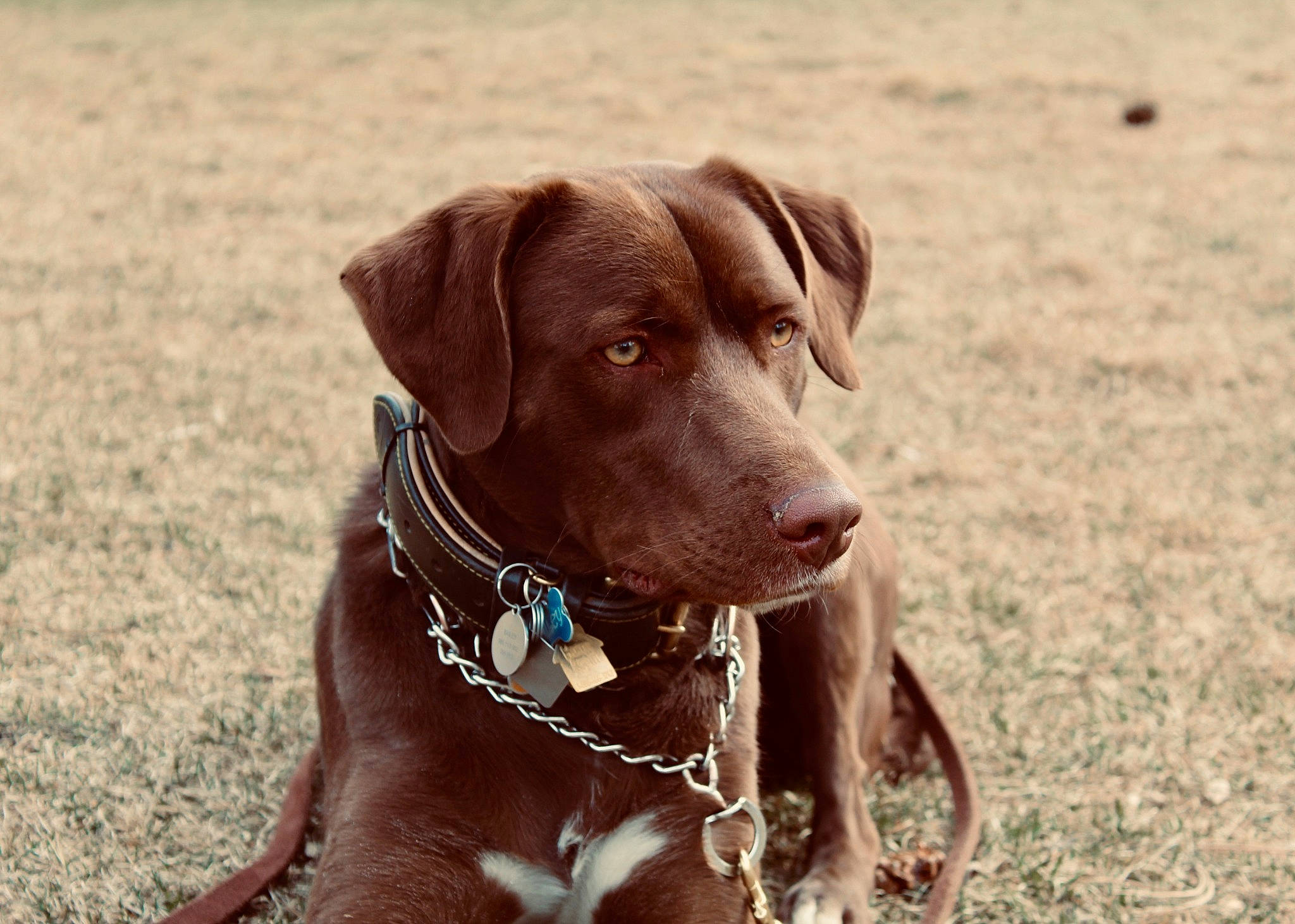 Bailey joined the competition — help win amazing prizes! canidae, carnivore, chesapeake_bay_retriever, companion_dog, dog, dog_breed, fawn, hunting_dog, labrador_retriever, liver, mammal, pointing_breed, rare_breed_dog, retriever, snout, sporting_group, vertebrate, vizsla