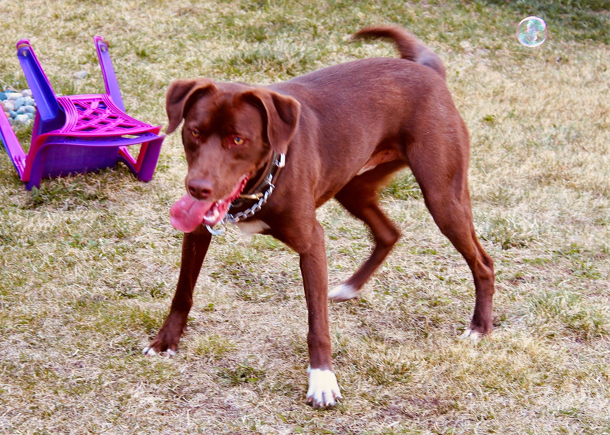 Bailey joined the competition — help win amazing prizes! canidae, carnivore, companion_dog, dog, dog_breed, fawn, hunting_dog, liver, mammal, rare_breed_dog, sporting_group, vertebrate, vizsla, working_dog