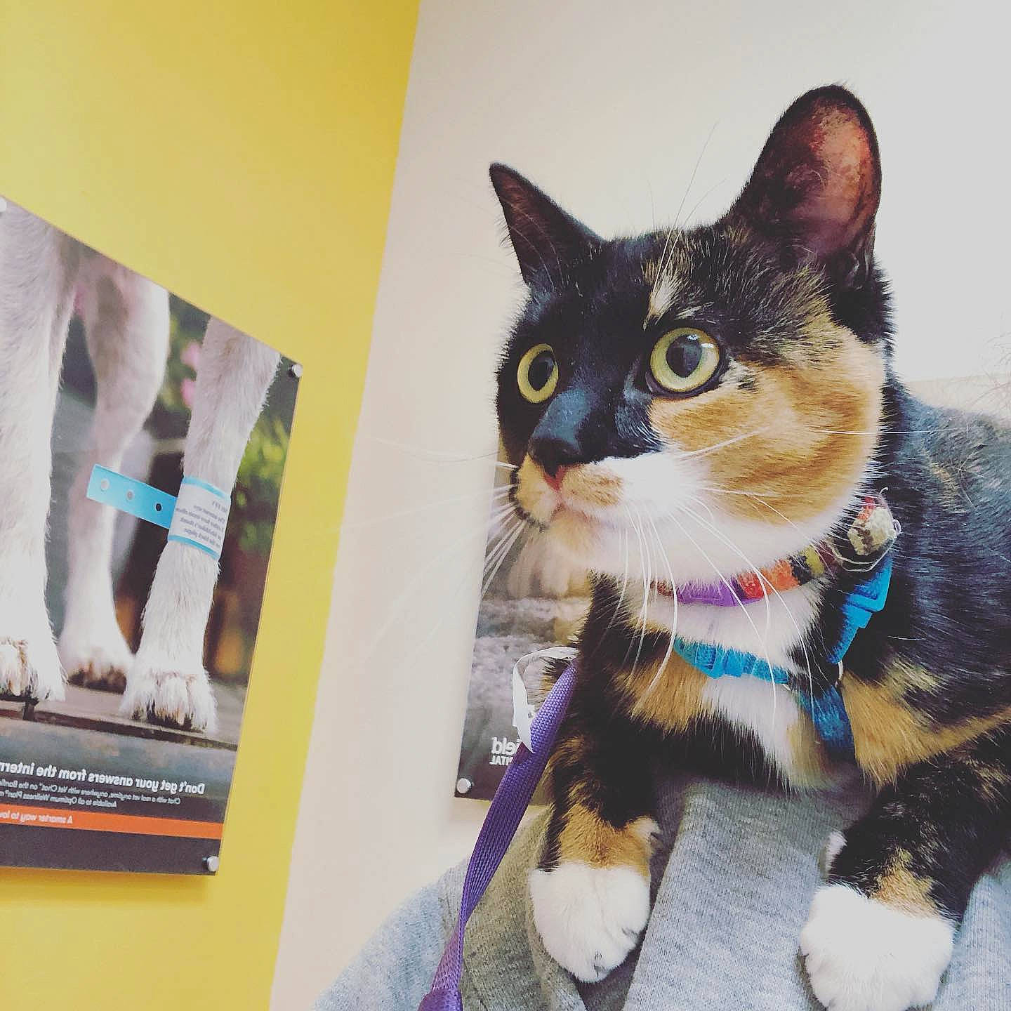 Lydia is registered to the contest to win money with this photo: aegean_cat, american_wirehair, carnivore, cat, domestic_short_haired_cat, european_shorthair, felidae, fur, kitten, paw, small_to_medium_sized_cats, tail, whiskers