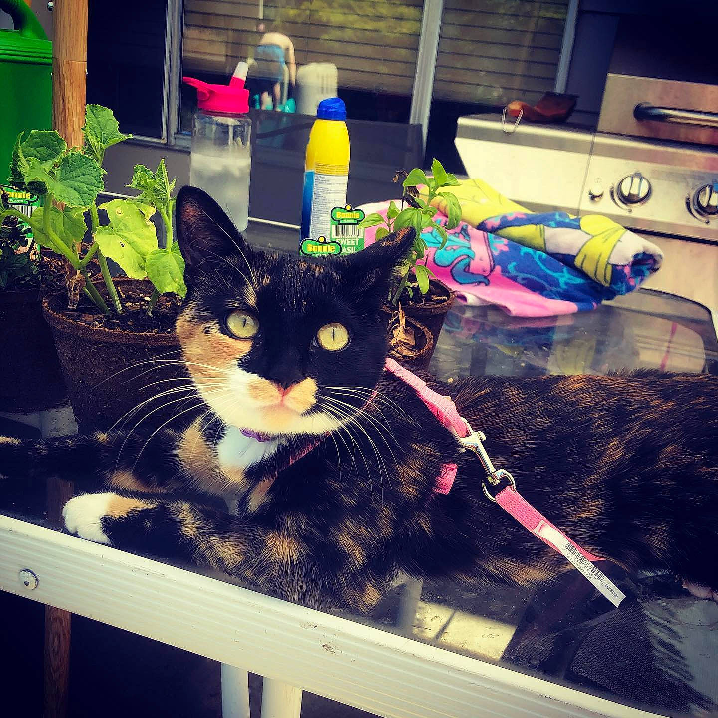 Lydia joined the competition — help win amazing prizes! asian, black_cat, carnivore, cat, cool, domestic_short_haired_cat, ear, european_shorthair, eye, felidae, fur, kitten, selfie, sky, small_to_medium_sized_cats, square, tree, whiskers, window, yellow