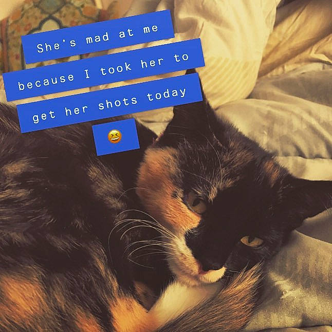 Lydia is registered to the contest to win money with this photo: asian, carnivore, cat, domestic_short_haired_cat, felidae, fur, kitten, nap, paw, photo_caption, polydactyl_cat, sky, small_to_medium_sized_cats, snout, square, tail, whiskers