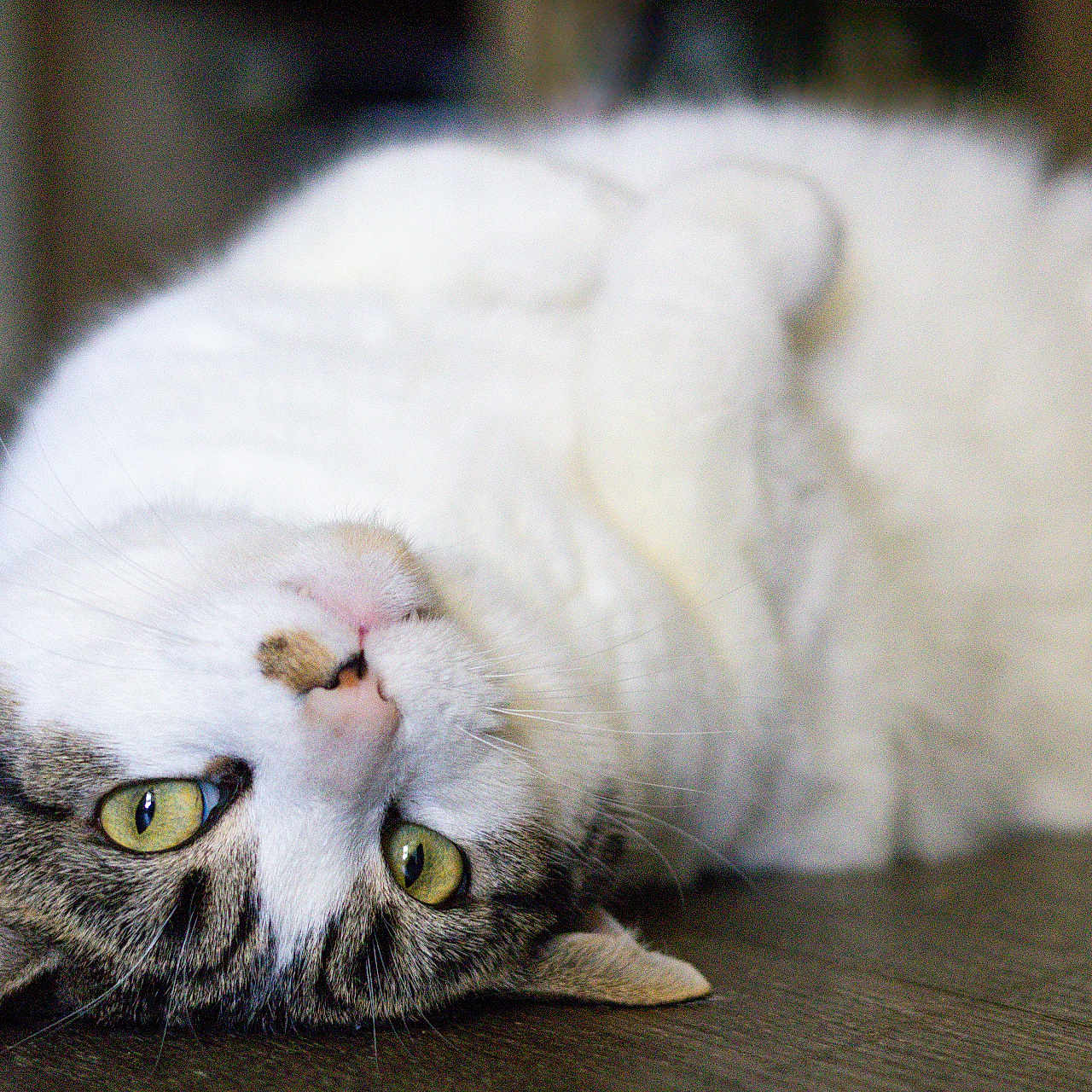 Winter joined the competition — help win amazing prizes! cat, lying_down, white_fur, tabby, green_eyes, pet, indoor, relaxed, cute, animal, whiskers, floor, domestic_cat, feline, soft_fur, paws, close_up, resting, portrait, playful