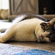 Winter is registered to the contest to win money with this photo: cat, animal, pet, lying_down, relaxed, indoor, floor, fur, whiskers, ears, collar, domestic_cat, sleepy, closeup, mammal, resting, comfortable, eye, cute, tabby