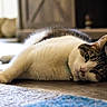 cat, animal, pet, lying_down, relaxed, indoor, floor, fur, whiskers, ears, collar, domestic_cat, sleepy, closeup, mammal, resting, comfortable, eye, cute, tabby