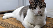 Winter joined the competition — help win amazing prizes! cat, tabby_cat, white_fur, animal, pet, indoor, doormat, relaxed, feline, collar, bell, paws, lying_down, closeup, portrait, domestic_animal, fur, whiskers, ears, eyes