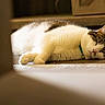 Winter is registered to the contest to win money with this photo: cat, sleeping, indoor, floor, feline, domestic, pet, fur, relaxed, resting, collar, whiskers, closeup, quiet, home, animal, tabby, white, brown, calm